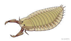 Parioscorpio, an enigmatic arthropod