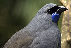 North Island kōkako, closeup of head showing blue wattles