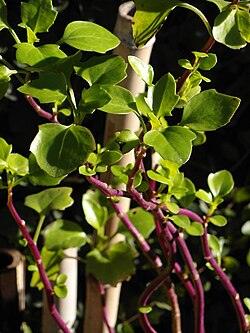 Climbing stem of Senecio angulatus.