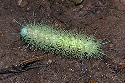 Costa Rican hairy caterpillar. The spiny bristles are a self-defense mechanism