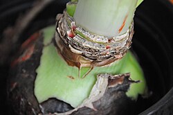 Hippeastrum (amaryllis) bulb