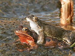 Common frogs sorting out their spawn