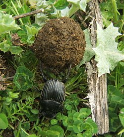 A dung beetle rolling dung to feed its young