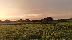 Sugarcane plantation in Bangladesh