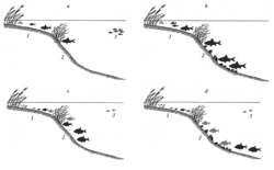 Changes in the spatial distribution of some fish species in the littoral (1), sublittoral (2) and pelagic (3) zones of Lake Pleshcheyevo before (a, c) and after (b, d) the introduction of zebra mussels: a - roach in 1978-1981, b - the same in 2014-2016, c - bream (black) and silver bream (grey) in 1978-1981, d - the same in 2014-2015.[77]