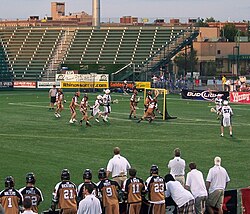 Lizards at Rattlers in 2008