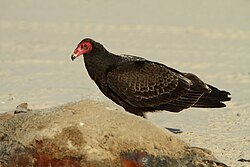 Turkey vulture (Cathartes aura) scavenges a carcass