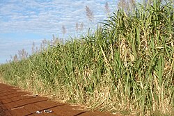 Sugar cane plantation