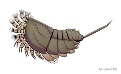 Offacolus, a euchelicerate