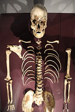 Cheddar Man, found in Great Britain, had a genotype similar to other western hunter-gatherers.