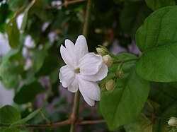 Jasminum sambac, the national flower of Indonesia and the Philippines