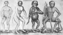 Anthropomorpha, from the 1760 dissertation by C. E. Hoppius[176]1. Troglodyta Bontii, 2. Lucifer Aldrovandi, 3. Satyrus Tulpii, 4. Pygmaeus Edwardi