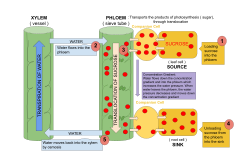 Xylem and Phloem