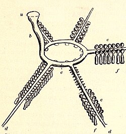 Diagram of water vascular system of a starfish, showing the ring canal, the radial canals, ampullae (small bulbs), and tube feet