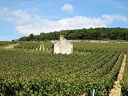 Harvesting Chardonnay in the Chablis Premier Cru of Fourchaume