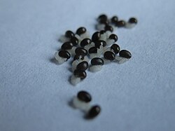 In myrmecochory, seeds such as those of Chelidonium majus have a hard coating and an attached oil body, an elaiosome, for dispersal by ants.