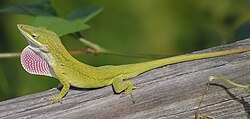 The Carolina anole was named Lacerta principalis in 1758.