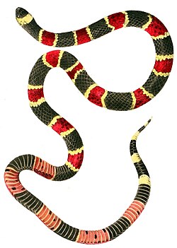 The eastern coral snake, itself a predator, is venomous enough to kill predators that attack it, so when they avoid it, this behaviour must be inherited, not learnt.