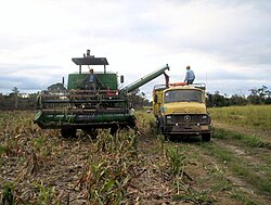 Sorghum harvest 2008, Linea 14, Agua Dulce Region, Alto Paraguay