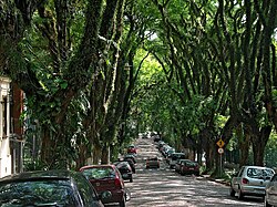 Tipuana on Gonçalo de Carvelho Street