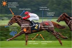A diagram of heat regulation in horses[252]
