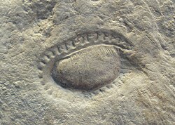 The enigmatic Kimberella quadrata (fossil pictured) from the Ediacaran has been described as being "mollusc-like" because of its features which are shared with modern day molluscs.