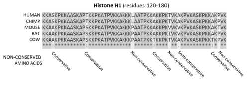 A sequence alignment of mammalian histone proteins. Sequences are the middle 120-180 amino acid residues of the proteins. Residues that are conserved across all sequences are highlighted in grey. The key below denotes conserved sequence (*), conservative mutations (:), semi-conservative mutations (.), and non-conservative mutations ( ).[2]