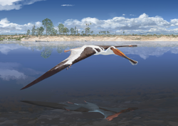 Ctenochasmatoid pterosaurs such as Lusognathus may have had specialised niches in freshwater ecosystems