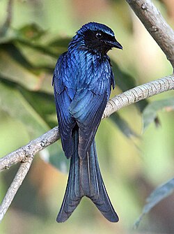 Bronzed drongo (Dicrurus aeneus) in India