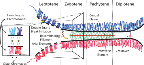 Schematic of the synaptonemal complex at different stages of prophase I and the chromosomes arranged as a linear array of loops.