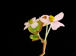 A female flower on the left and a male flower on the right, from a Begonia johnstonii plant.