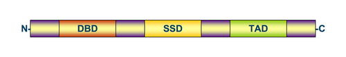 Schematic diagram of the amino acid sequence (amino terminus to the left and carboxylic acid terminus to the right) of a prototypical transcription factor that contains (1) a DNA-binding domain (DBD), (2) signal-sensing domain (SSD), and Activation domain (AD). The order of placement and the number of domains may differ in various types of transcription factors. In addition, the transactivation and signal-sensing functions are frequently contained within the same domain.
