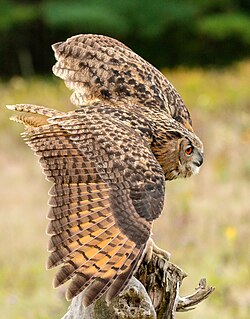 Eurasian eagle-owl (Bubo bubo)