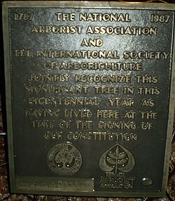 Plaque at the foot of the tree which recognizes the oak's longevity
