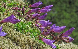 Davidson's Penstemon (Penstemon davidsonii)