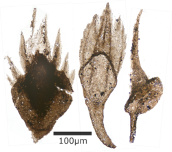 Left to right: denticles of Paralogania (?), Shielia taiti, Lanarkia horrida