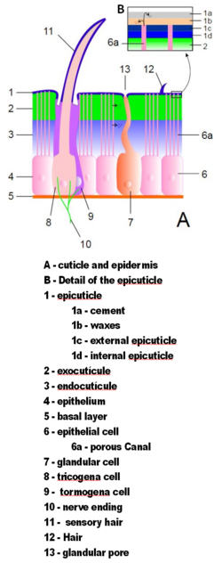 Illustration of an idealized arthropod exoskeleton.