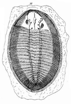 Lhuyd's "flat fish", drawn by him in 1698 and now identified as the Ordovician trilobite O. debuchii