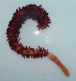 Uprooted sea pen with the bulbous peduncle in view