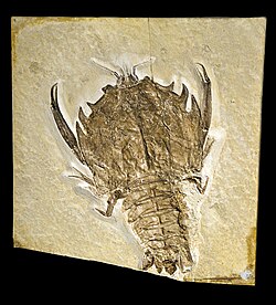 Eryon, a polychelidan decapod crustacean from the Late Jurassic of Germany.
