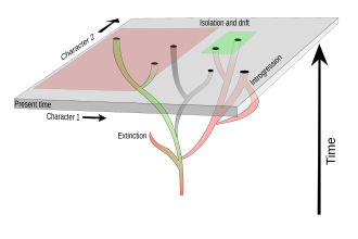 A comparison of phylogenetic and phenetic (character-based) concepts