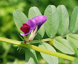 In many Fabaceae flowers, a calyx tube surrounds the petals.