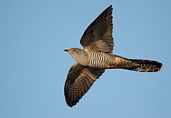 Common cuckoo in flight