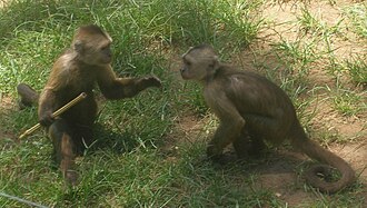 Dominance hierarchy behaviour, as in these weeper capuchin monkeys, may be homologous across the primates.