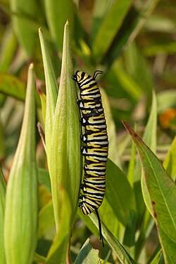 A monarch butterfly (Danaus plexippus) caterpillar feeding on an unopened seed pod of swamp milkweed
