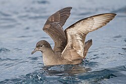 Short-tailed Shearwater (Puffinus tenuirostris), one of the species harvested via muttonbirding.