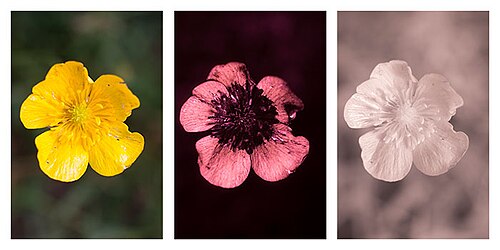 Three images comparing the appearance of meadow buttercup in visible, ultraviolet light, and infrared light.