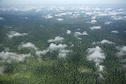 Prey Lang Forest
