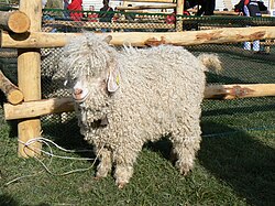 Angora goat