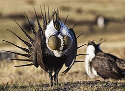 Sage grouse in Bodie Hills, California